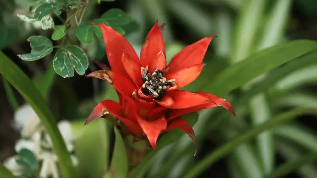 Bromelia