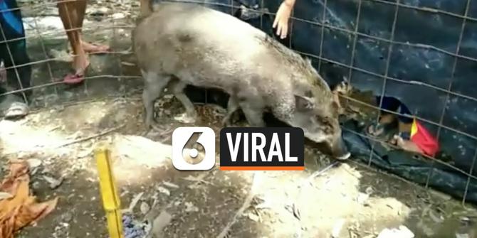 VIDEO: Viral, Babi Hutan Datangi Rumah Warga dan Bertingkah Seperti Manusia