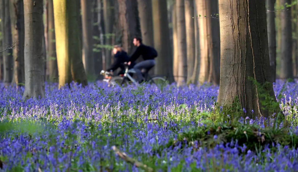 Orang-orang mengendarai sepeda di dekat bunga bluebells liar yang mengubah lantai hutan menjadi biru, membentuk karpet di Hallerbos, juga dikenal sebagai 'Hutan Biru', dekat Halle, Belgia (18/4). Bunga bluebells liar ini mekar sekitar pertengahan April. (Reuters/Yves Herman)