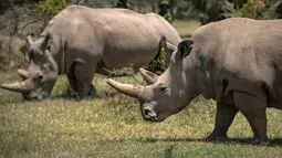 Dua badak betina putih, Fatu (19) dan Najin (30) merumput di kandang suaka margasatwa Ol Pejeta, 23 Agustus 2019. Para pakar hewan di Kenya berhasil mengambil telur-telur dari dua ekor badak putih yang masih tersisa di bumi, dalam upaya menyelamatkan spesies itu dari kepunahan. (AP/Ben Curtis)