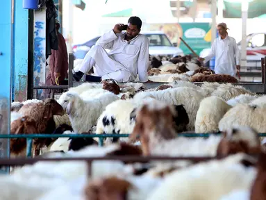 Pedagang menunggu pembeli hewan kurban menjelang Idul Adha di sebuah pasar ternak di Kuwait pada 5 Agustus 2019. Umat Islam di seluruh dunia akan merayakan Idul Adha yang identik dengan tradisi berkurban dengan hewan seperti kambing, domba, unta, sapi dan kerbau. (Yasser Al-Zayyat/AFP)