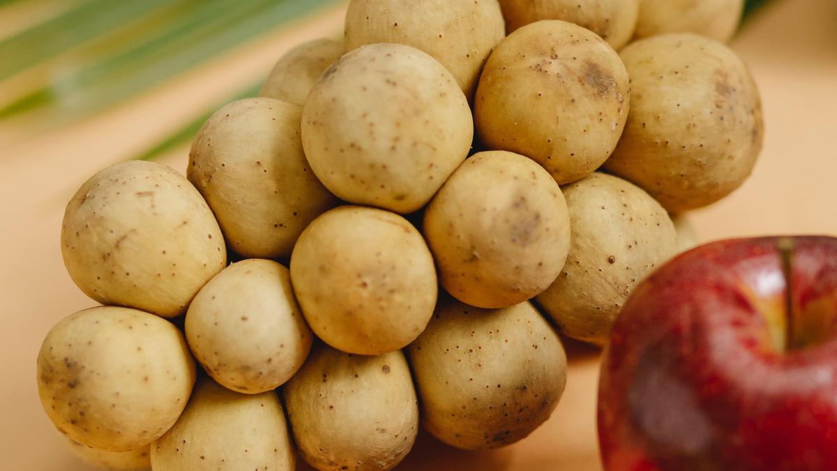 7 Cara Membedakan Duku dan Langsat dengan Mudah, Panduan Lengkap Agar Tak Salah Pilih