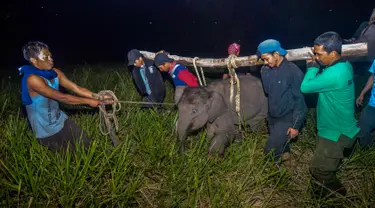 Petugas medis Balai Besar Konservasi Sumber Daya Alam (BBKSDA) Provinsi Riau mengevakuasi seekor anak gajah sumatera liar yang terluka di Siak, Riau, Rabu (16/10/2019). BBKSDA Riau harus mengevakuasi satwa dilindungi itu ke Pusat Pelatihan Gajah di Minas untuk perawatan selanjutnya. (WAHYUDIE/AFP)