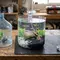 Cara Membuat Aquarium dari Galon Bekas, Hemat Biaya dan Tetap Estetik