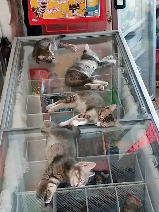 8 Cara Kucing dan Anjing Hindari Hawa Panas Ini Bikin Geleng Kepala