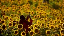 Seorang wanita mengambil foto ladang bunga matahari di Grinter Farms, dekat Lawrence, Kansas, 8 September 2018. Setiap tahunnya, keluarga Grinter menanami ribuan benih bunga matahari di lahan seluas 14 hektar tersebut. (AP Photo/Charlie Riedel)