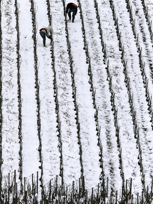 Penanam anggur berada di kebun yang tertutup salju pada hari pertama musim semi di wilayah Champagne di Mailly-Champagne, dekat Reims, (19/3). (AFP Photo/Francois Nascimbeni)