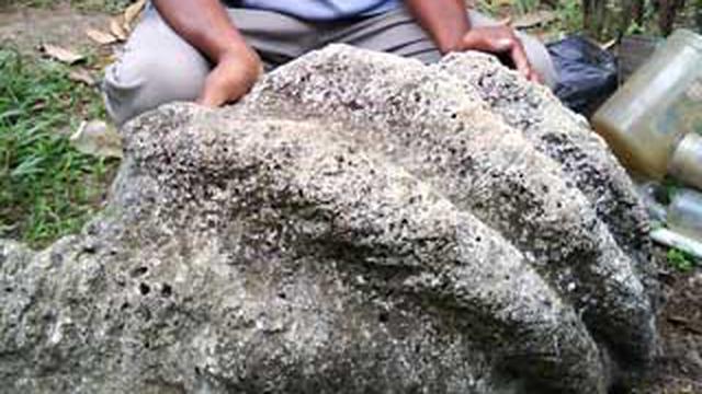 Fosil berupa tumpukan bukit kecil yang terdiri dari kulit-kulit kerang disebut