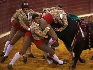 Anggota Ribatejo Forcados beraksi di arena adu banteng Campo Pequeno, Lisbon , Portugal, Kamis (9/7/2015). Forcados adalah olahraga tradisional, dimana peserta berusaha menaklukan banteng menggunakan tangan kosong. (REUTERS/Rafael Marchante)