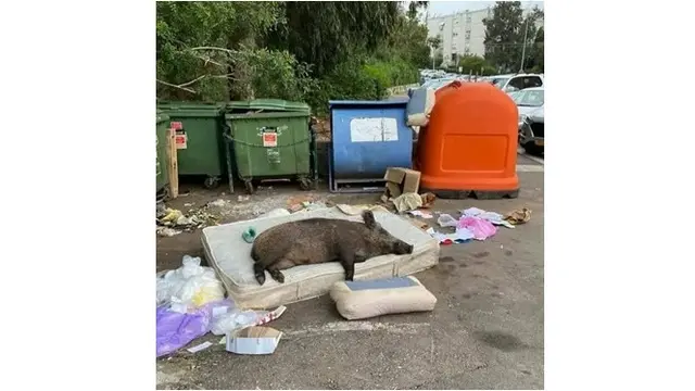 6 Potret Hewan Asyik Tidur di Atas Kasur, Bikin Orang Takut Ganggu