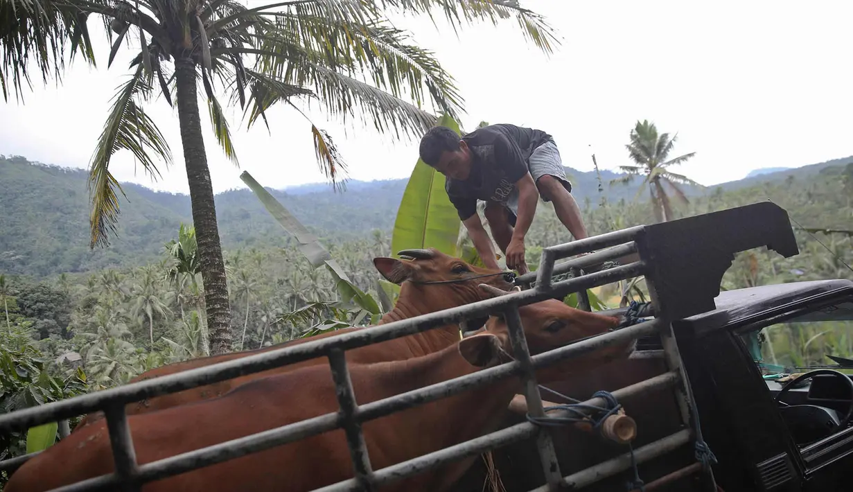 Dua ekor sapi berada di dalam mobil bak terbuka di kawasan Karangasem, Bali, Jumat (1/12). Warga terpaksa mengevakuasi hewan ternak dari tempat tinggalnya karena khawatir akan erupsi Gunung Agung. (Liputan6.com/Immanuel Antonius)