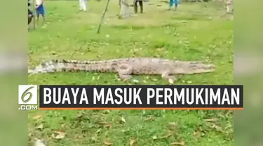 Warga Siak Riau dihebohkan buaya besar yang masuk area permukiman hari Rabu (4/9/2019). Buaya jadi tontonan sebelum ditangkap warga setempat.