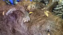 Nasib Orang Utan di Tengah Kebakaran Hutan Kalimantan