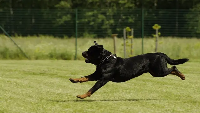 Ilustrasi serangan anjing rottweiler.