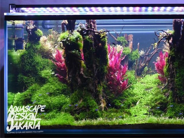 Cerita Akhir Pekan Aquascape Serunya Hias Dan Mempercantik Akuarium Lifestyle Liputan6 Com