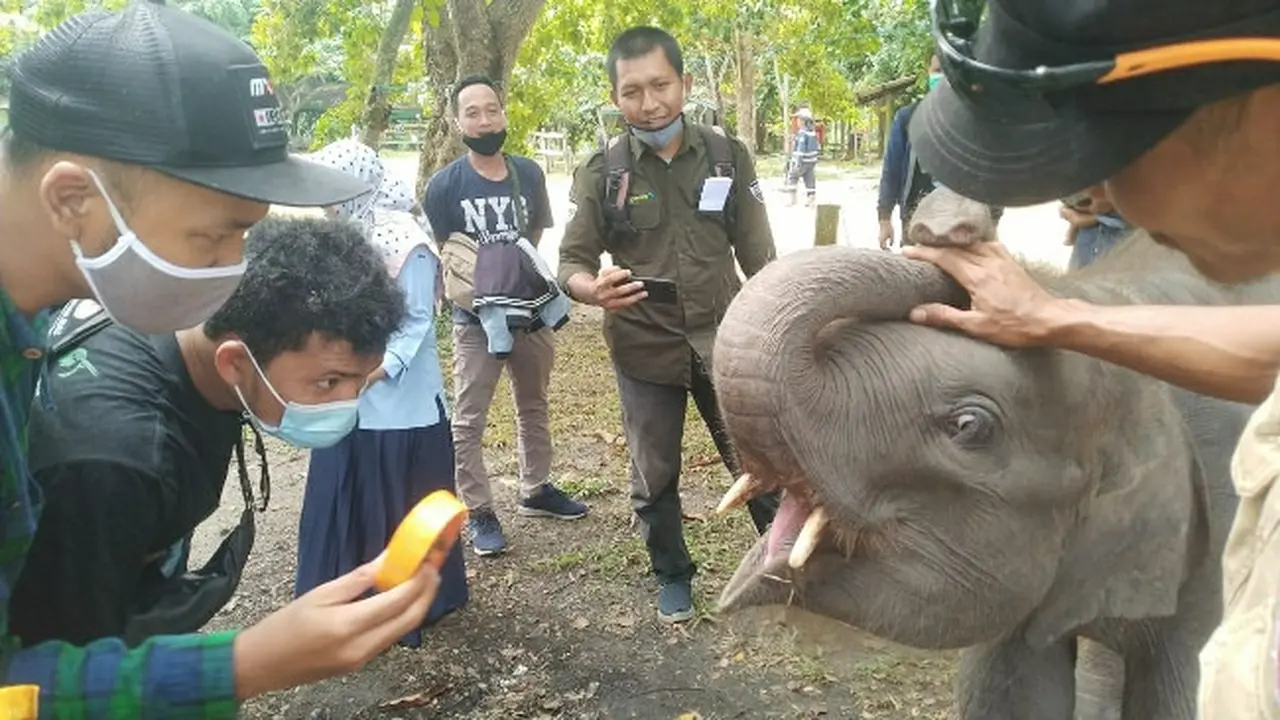 Gajah Togar bermain dengan pengunjung PLG Minas di Kabupaten Siak.