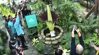 Bunga Bangkai Langka Asal Sumatra Indonesia Mekar di San Francisco, Pengunjung Ramai Berdatangan