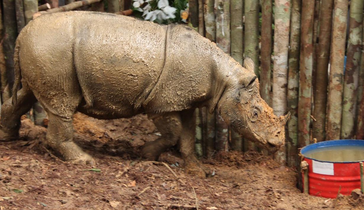 Foto yang dirilis WWF memperlihatkan seekor Badak Sumatera di tempat perlindungan di Kutai , Kaltim, Rabu (23/3). Keberadaan badak Sumatera di Kalimantan sempat dinyatakan punah karena terakhir kali terlihat 40 tahun lalu. (Ari Wibowo/WWF-INDONESIA/AFP)