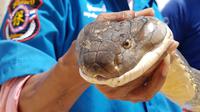 Gambar yang diambil pada 13 Oktober 2019 memperlihatkan ular king Cobra sepanjang empat meter yang ditemukan di selokan di Krabi, Thailand. Penemuan ular king Cobra itu disebut  sebagai salah satu yang terbesar yang pernah ditangkap di sana. (HO/KRABI PITAKPRACHA FOUNDATION/AFP)