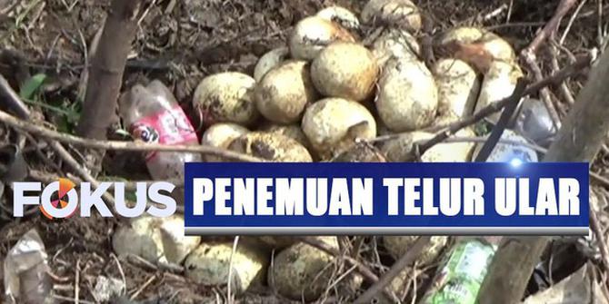 Puluhan Telur Ular Piton Ditemukan Dekat Pemukiman Penduduk Padat di Samarinda