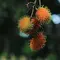 Pohon Rambutan Jarang Ditemui? 3 Faktor yang Penting Diketahui