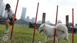 Pelatih sedang melatih anjing peliharaan dalam ajang Purina Pro Plan Boot Camp di Senayan, Jakarta (06/10). Selain bermain, sang pemilik juga diajarkan mengupas tips dan trik melatih hewan peliharaan. (Liputan6.com/Fery Pradolo)