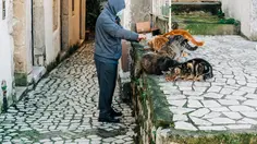 Anabul Kesayangan Picky Eater, Ini Tips yang Perlu Diketahui Pet Owner
