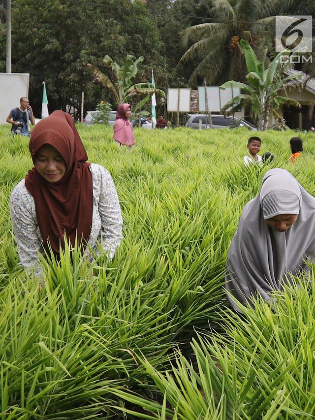 Menengok Budidaya Jahe Merah Beromzet Rp 180 Juta di Jambi