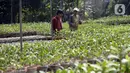 Pembeli memilih anggrek jenis dendrobium di tempat pembibitan budi daya anggrek, Pocis, Kecamatan Setu, Tangerang Selatan, Banten, Senin (31/8/2020). Anggrek dendrobium pesanan pembeli akan dikirim ke berbagai daerah, kebanyakan pemesan dari Kalimantan dan Sulawesi. (merdeka.com/Dwi Narwoko)