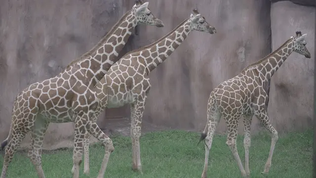 Jerapah dari Jepang, JAZA (Japanese Association of Zoos and Aquariums) di Batu Secret Zoo, Jawa Timur (dekat Kota Malang). (Dokumentasi Batu Secret Zoo)
