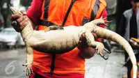 Seekor biawak yang ditemukan petugas Dinas Kebersihan DKI ketika berjibaku menyurutkan genangan banjir di kawasan Kemang, Jakarta Selatan, Selasa (4/10). Biawak sepanjang 2 meter muncul dari saluran air. (Liputan6.com/Gempur M Surya)