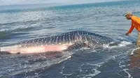 Hiu Tutul 6 Meter Ditemukan Mati di Pantai Kepanjen Jember