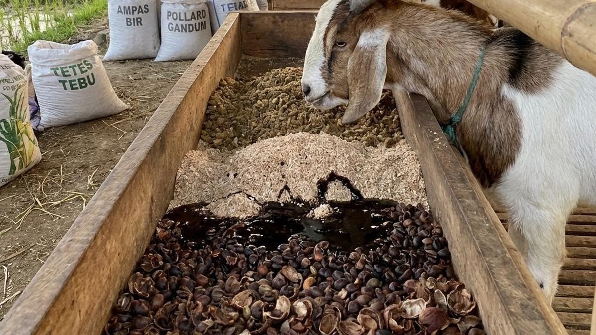 Rahasia Ternak Kambing Lahan 2x3 Meter di Samping Rumah Tanpa Bau ala Peternak Muda Surabaya