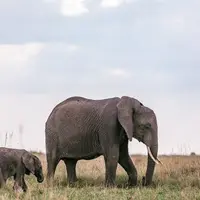Ilustrasi gajah bersama anak gajah/credit: pexels