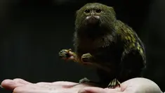 Seekor Pigmi  Marmoset terlihat di Hong Kong Ocean Park, Hong Kong , Cina, (2/2). Marmoset merupakan monyet terkecil di dunia, hal ini dilakukan karena bertepatan dengan tahun baru Cina yang bershio monyet. (REUTERS / Bobby Yip)