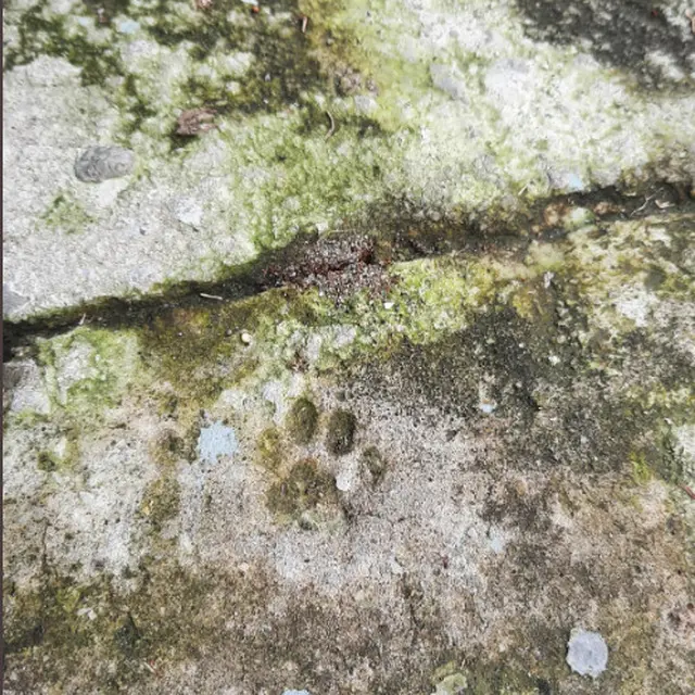 Banyak Tingkah, 6 Potret Jejak Kaki Kucing di Lantai hingga Cor Kering Ini Lucu