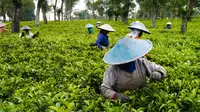 Kebun Teh Wonosari  (sumber: iStockphoto)