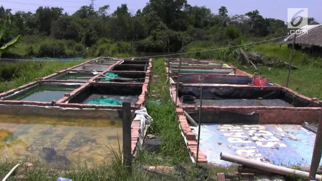 Ratusan kolam ikan para petani di kawasan Sugiwaras  dan sekitar kelurahan talang Jambi, kecamatan Sukarami Palembang, menderita kekeringan akibat kekurangan air selama musim kemarau.