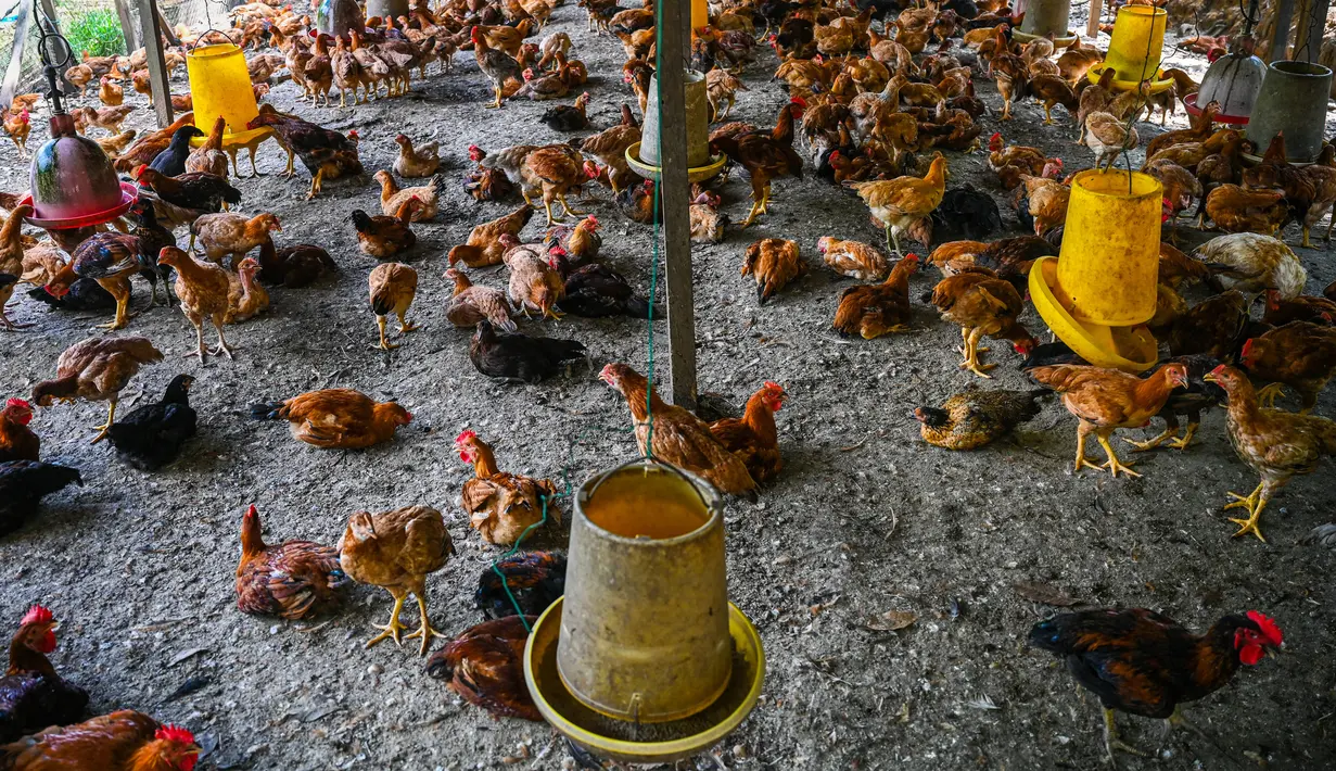 Ayam beristirahat di peternakan unggas di Temerloh, Pahang, Malaysia, Selasa (31/5/2022). Perdana Menteri Malaysia Ismail Sabri Yaakob mengatakan pada 23 Mei, Malaysia akan menghentikan ekspor 3,6 juta ayam sebulan mulai 1 Juni dan seterusnya di tengah melonjaknya harga dan kekhawatiran pasokan. (Mohd RASFAN/AFP)