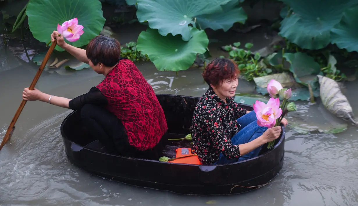Warga desa mendayung ember untuk memanen bunga dan biji lotus di Desa Quanxin, Kota Huzhou, Provinsi Zhejiang, China, Selasa (23/6/2020). Warga desa menggunakan ember purun tikus (water chestnut) saat memancing, dan mengumpulkan purun tikus serta lotus. (Xinhua/Xu Yu)