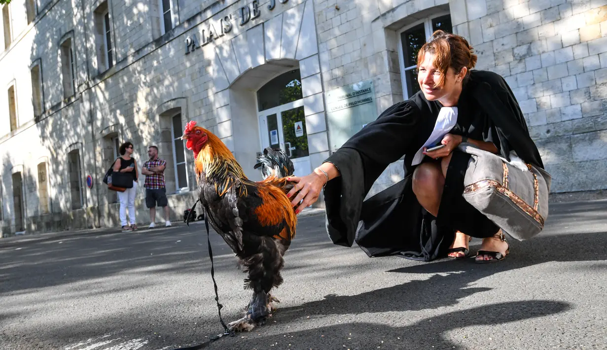 Seorang pengacara memegang ayam jantan di depan pengadilan tinggi (Tribunal de Grande Instance) di Rochefort, Prancis barat, Kamis (4/7/2019). Ayam tersebut dituduh menghasilkan polusi suara oleh sepasang pensiunan yang memiliki rumah liburan di sebuah desa di Perancis. (Photo by XAVIER LEOTY / AFP)