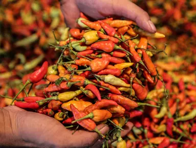 Pedagang cabai merah merapikan dagangannya di Pasar Jati, Jakarta, Kamis (10/3/2022). Harga cabai rawit merah di Pasar Jati mengalami kenaikan dari harga normal Rp 35.000 per kilogram, saat ini Rp 55.000 - Rp 60.000 per kilogram. (Faizal Fanani/Liputan6.com)