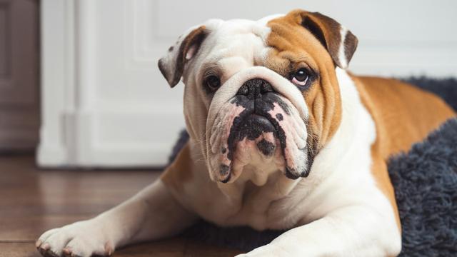 English Bulldog