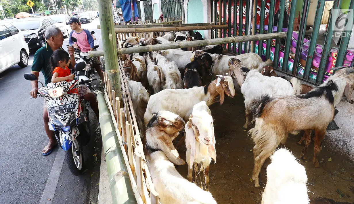 Suasana lapak penjual hewan kurban di Jakarta, Jumat (25/8). Gubernur DKI Djarot S Hidayat menegaskan, trotoar diperuntukkan untuk pejalan kaki. Penjual apa pun, termasuk penjual hewan kurban, tidak diizinkan membuka lapak. (Liputan6.com/Angga Yuniar)
