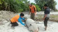 Dengan penemuan dugong itu, sudah kedua kalinya hewan itu terdampar di Pantai Rupat dalam setahun terakhir. (dok. BBKSDA Riau/M Syukur)