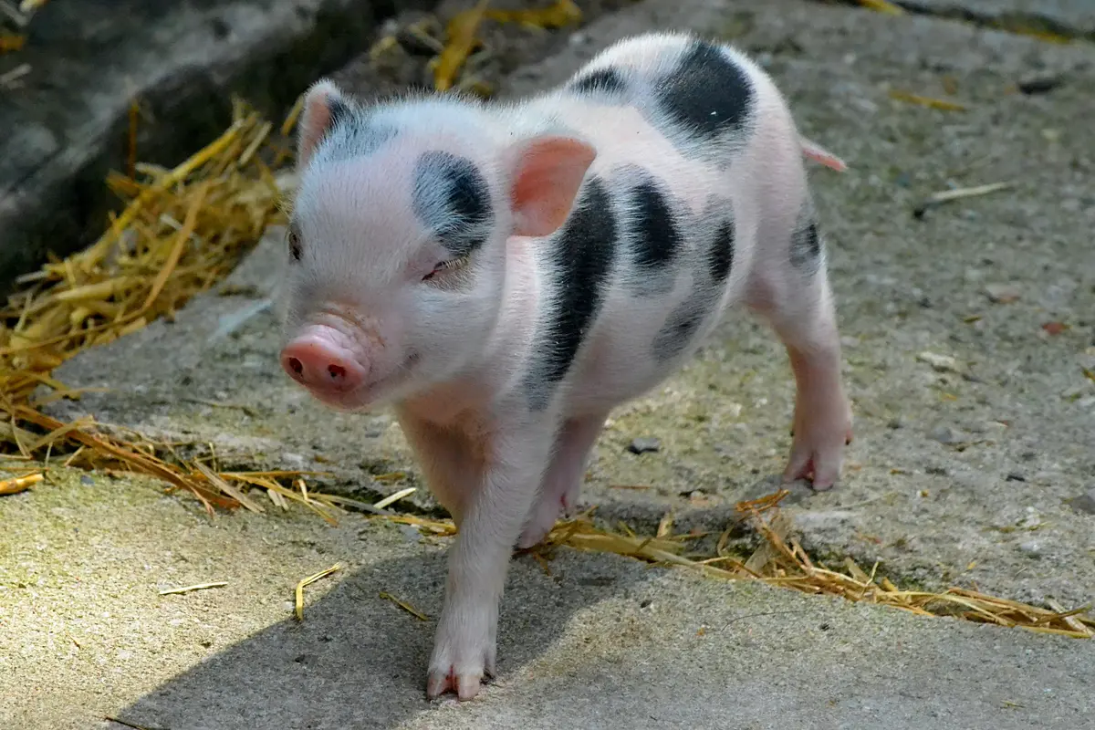 babi