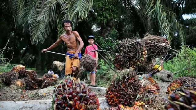 Petani Sawit di Jambi