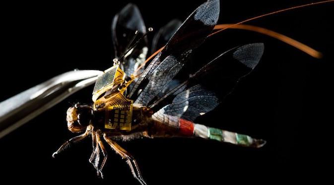 Top 3 Peneliti Ubah Serangga Capung Jadi Drone Paling Hits