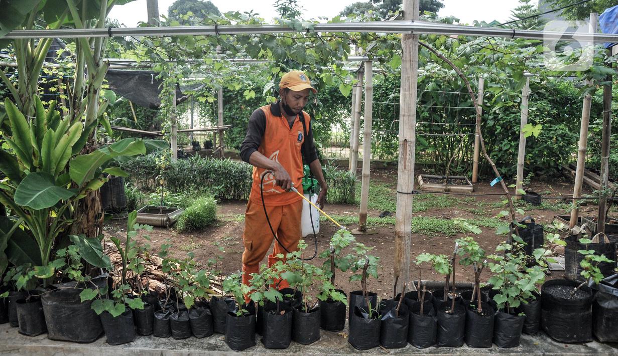 Wagiman (40), petugas Penanganan Prasarana dan Sarana Umum (PPSU) Kelurahan Pondok Kopi melakukan penyemprotan kebun anggur di kawasan Rawa Jaya, Kecamatan Duren Sawit, Jakarta Timur, Senin (6/6/2022). Kebun yang dikelola sejak awal 2021 tersebut saat ini telah membudidayakan sekitar 15 jenis tanaman anggur, baik impor maupun lokal. (merdeka.com/Iqbal S. Nugroho)