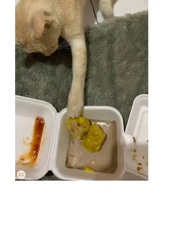 10 Potret Kucing Diam-Diam Curi Makanan Ini Bikin Geleng Kepala